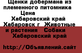 Щенки добермана из племенного питомника › Цена ­ 40 000 - Хабаровский край, Хабаровск г. Животные и растения » Собаки   . Хабаровский край